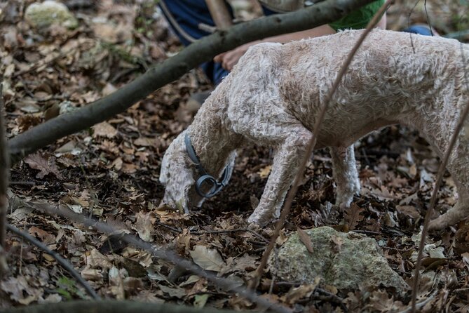 Truffle Lunch & Hunting Experience in San Gimignano - Mouth-watering Truffle Lunch at Podere La Marronaia