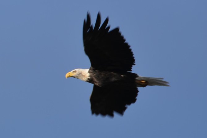 Turnagain Arm and Portage Valley Private Tour - Wildlife Sightings and Scenic Views