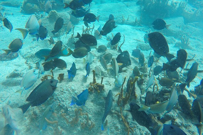 Turtle Cove Catamaran Snorkel & Sail Adventure at Little Buck Island St. Thomas - Snorkeling Experience