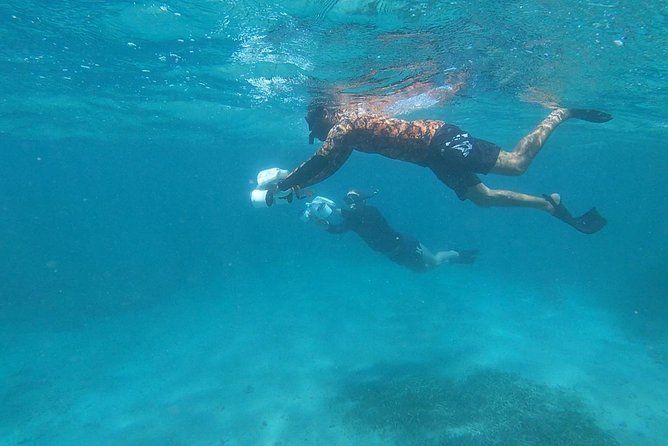 Turtle Spotting Snorkeling Adventure- No Jets - Accessibility and Expectations for Participants