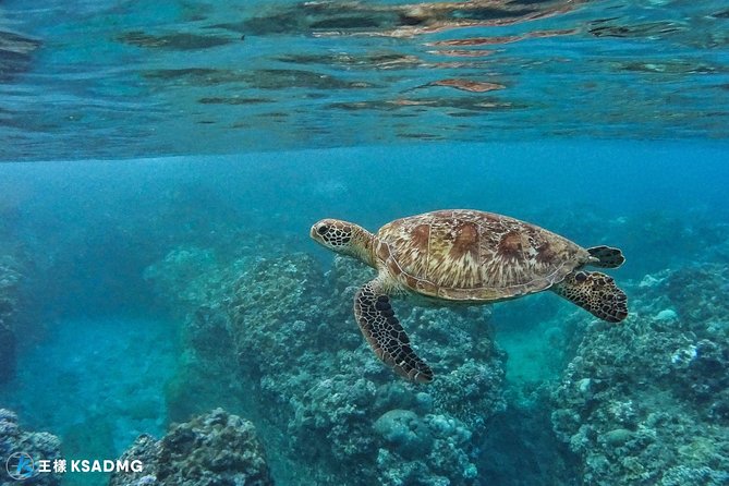 Turtles Accompany You, Little Ryukyu Canoe Snorkeling - Inclusions