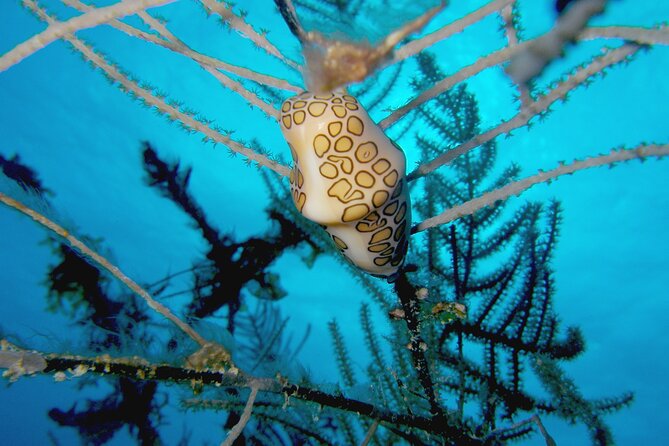 Two Dives for Certificates in the Coral Reef in Mahahual Costa Maya - The Sum Up