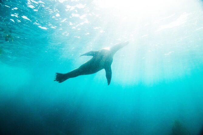 Two Hour Kayak and Snorkel Tour for Two in La Jolla - Additional Options and Services