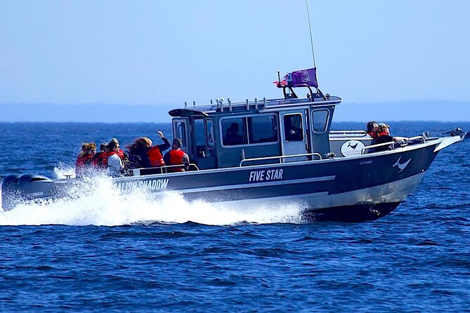 Ultimate Marine Whale & Wildlife Tour - Overview of the Tour