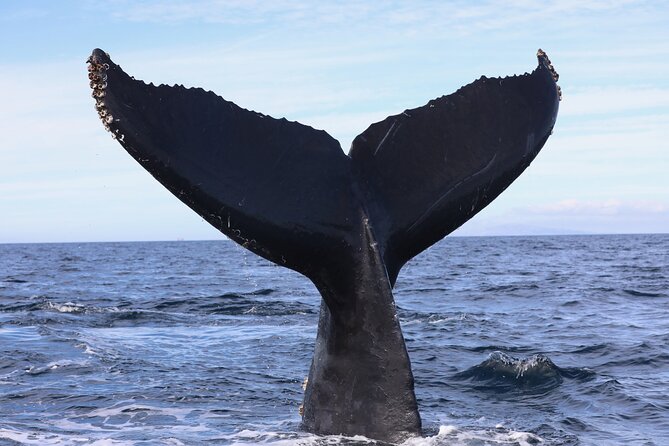 Ultimate Whale and Dolphin Watching in Newport Beach, 6 Person Maximum - Sunset Cruise With Coastal Views