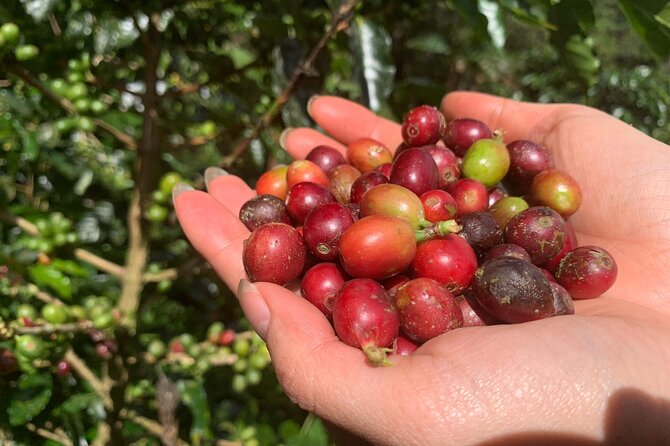 Unique Dalat Forest Coffee Harvest, Production & River Experience - Customer Support and Assistance