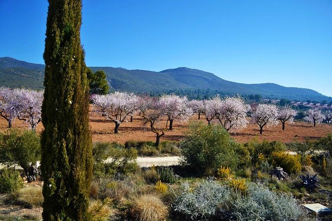 Valencia Wine-Themed Guided Tour - Cancellation Policy