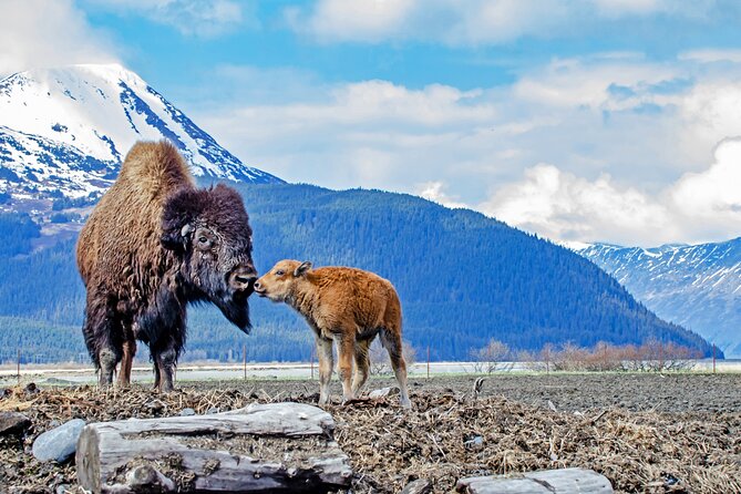 Valley of Glaciers Experience With Portage Glacier Cruise and Wildlife Tour - Reviews and Recommendations
