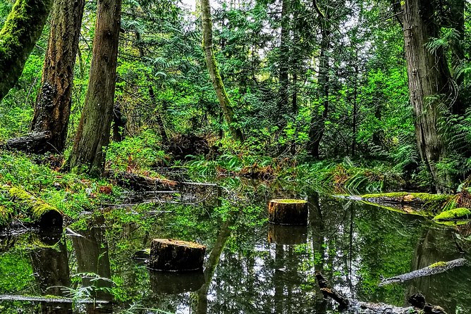 Vancouver Island Rainforest Guided Hike With Private Guide - Customization and Flexibility