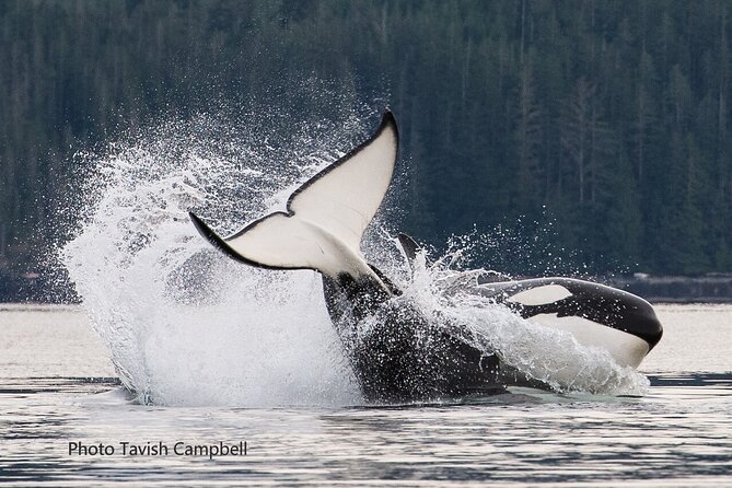 Vancouver Island Whales, Wildlife and Culture - Inclusions