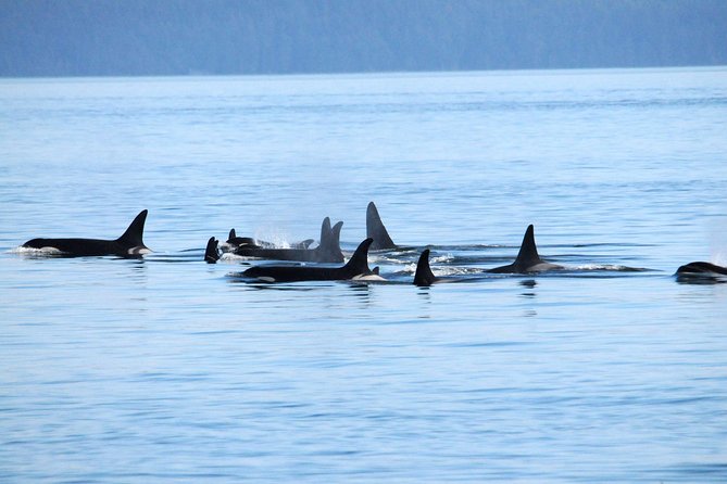 Vancouver Whale Watching Safari - Bookable on Viator, Inc