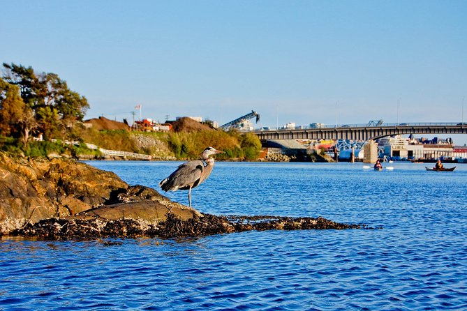 Victoria Harbour Kayak Tour - What To Expect
