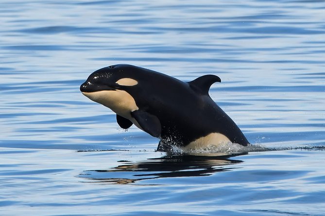 Victoria Whale and Wildlife Cruise - End Point