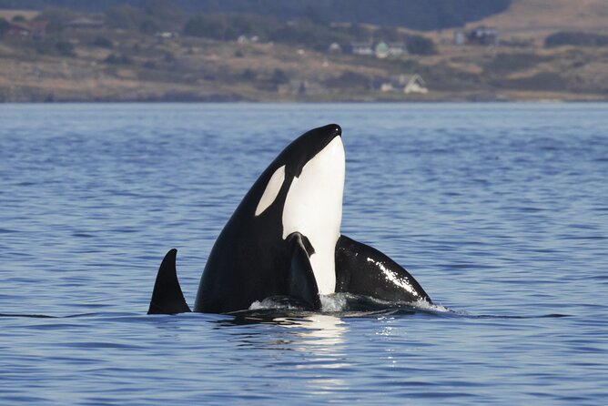 Victoria Whale Watch Tour - Limited Wildlife Sightings and Mixed Reviews