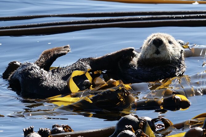 Victoria Whale Watching Tour by Zodiac - Start Time and Cancellation Policy