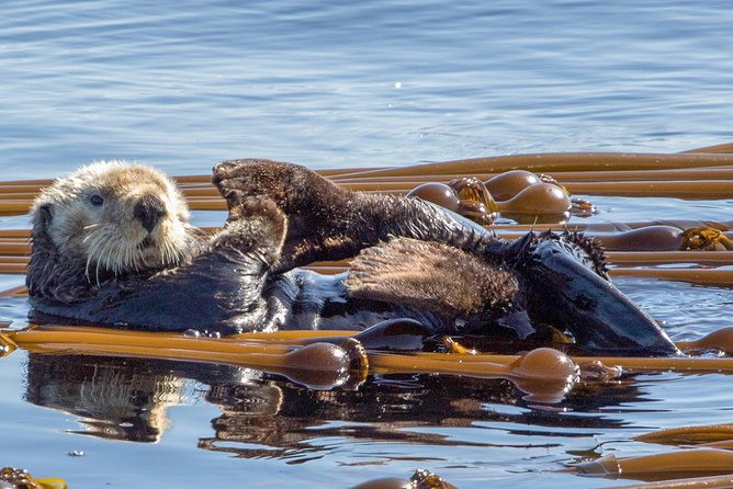 Victoria Whale Watching Tour on a Covered Vessel - Ideal Location for Whale Watching