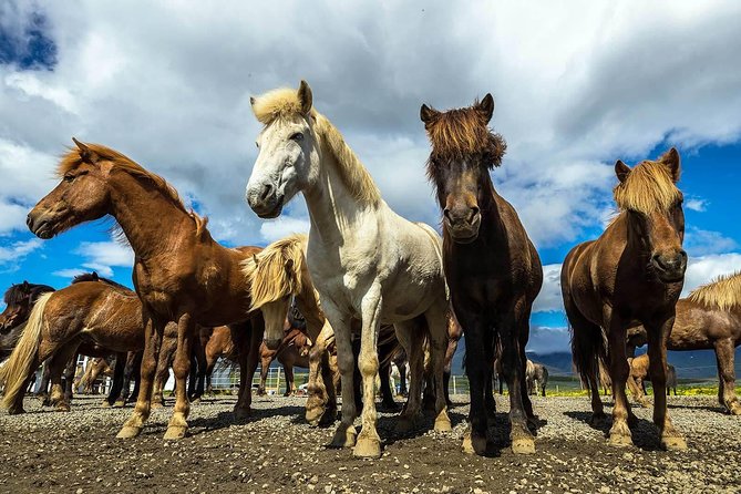 Viking Horse Riding and Golden Circle Tour From Reykjavik - Horse Riding Experience