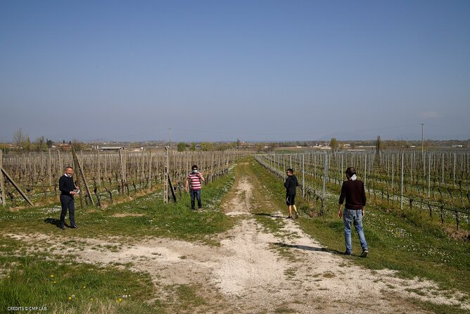 Vineyard Tour and Tasting of Lugana Wines - Exploring the Vineyards