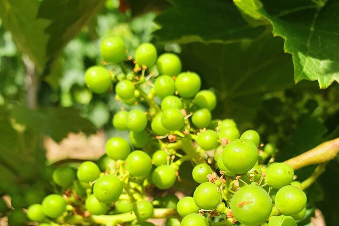 Vineyard Tour - Wine Tasting Experience