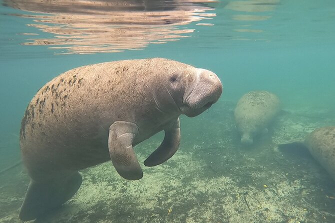 VIP Private Boat Manatee Snorkel Tour With In-Water Guide and Photograper - Meeting and Pickup Details