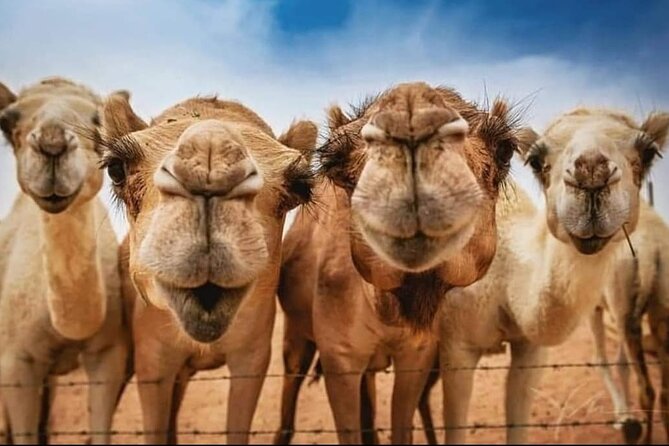 Vip Private Tangier Day Trip - Price