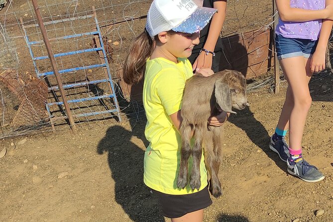 Visit a Goat Farm in a Village and Taste Local Flavours - What to Expect at the Goat Farm
