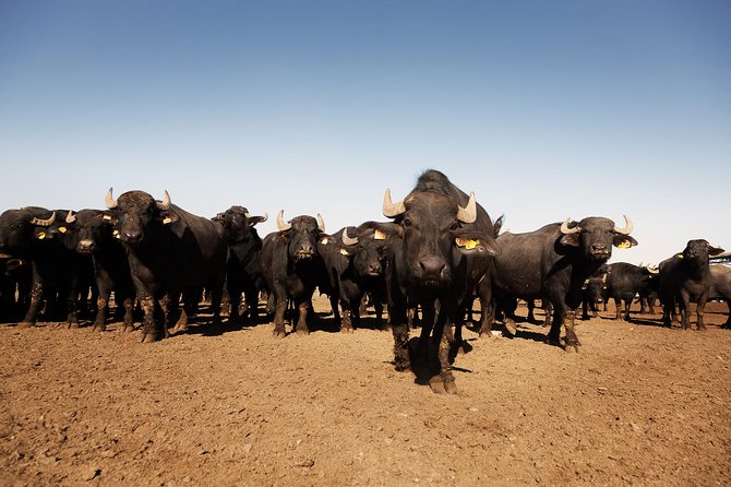 Visit to the Bufale and Dairy Farm With Cheese Tasting - Bufale and Dairy Farm Tour