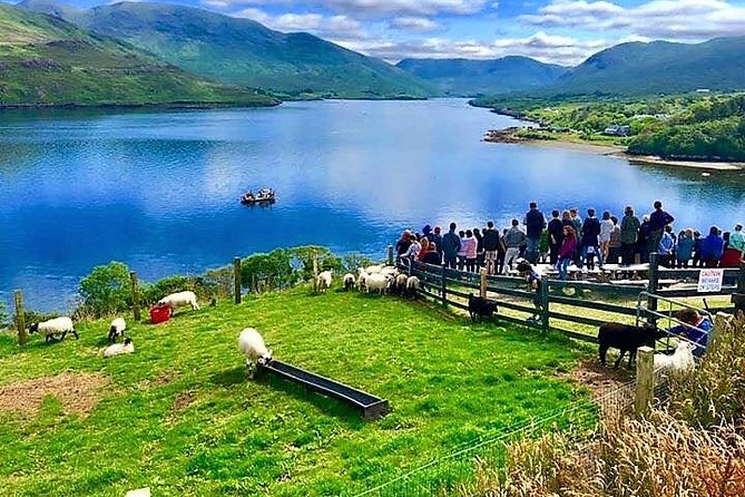 Visit Traditional Working Sheep Farm & Sheepdog Demo. Galway. Guided. 1 ½ Hours. - Experience and Activities on the Farm
