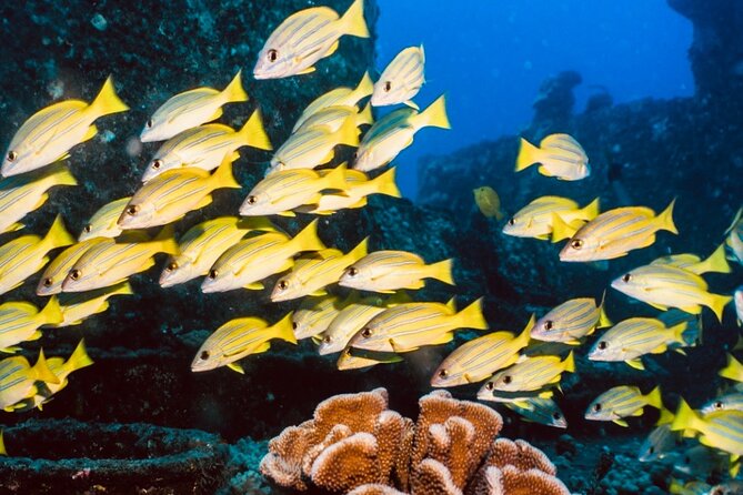 Waikiki Small Group Turtle Snorkeling & Sailing - Cancellation Policy Details