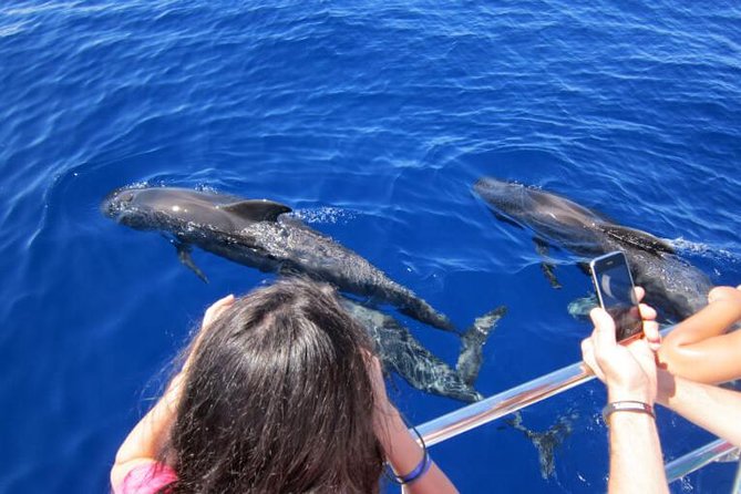Waitukubuli Dolphin and Whale Watch in Dominica - Pickup and Cancellation Details