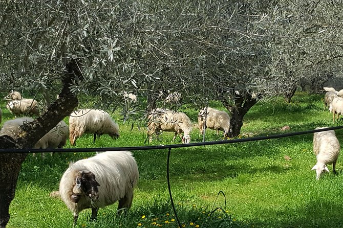 Walk at the Paths of Olive Groves and Vineyards in Monemvasia - Meeting Point and End Point