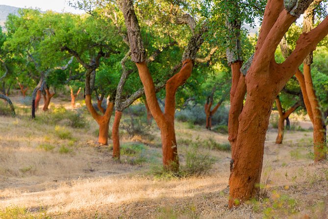 Walk on the Alentejo Cork Forest With Optional Lunch - Inclusions and Meeting Details