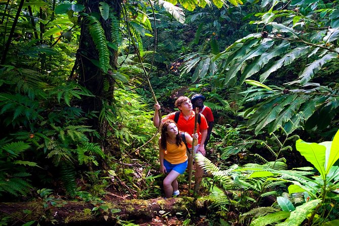 Waterfall Hike Rainforest Adventure "Voted Best Of Maui" Includes Chocolate Tour - Inclusions