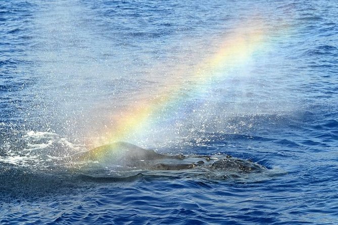West Oahu Whale-Watching Excursion - Experience the Thrilling Sight of Humpback Whales