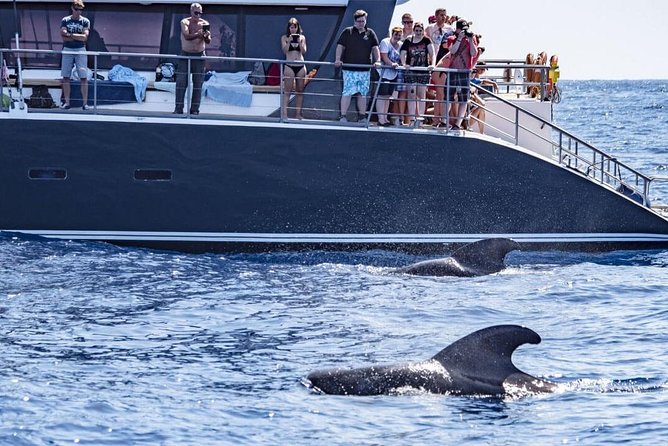 Western Tenerife Cruise With Lunch and Open Bar - Additional Information and Cancellation Policy
