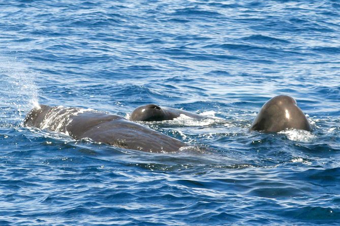 Whale and Dolphin Watching Cruise in St Lucia - Good To Know