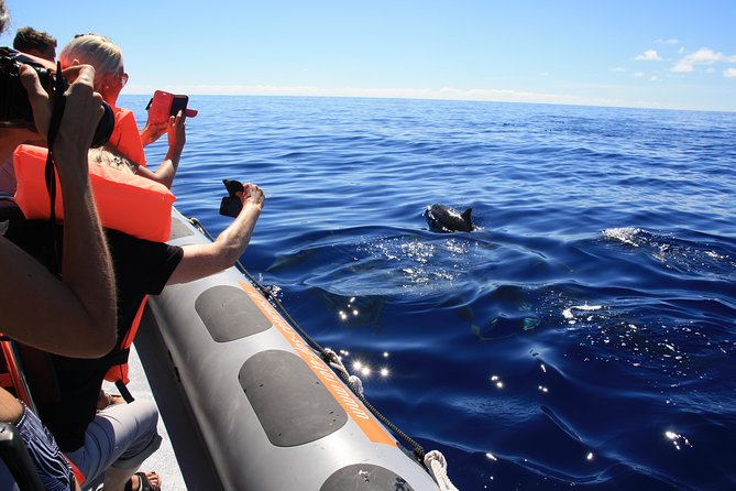 Whale and Dolphin Watching Tour From Funchal - Important Booking Information