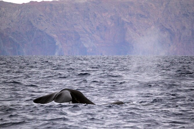 Whale and Dolphin Watching Tour - Funchal - Inclusions and Exclusions