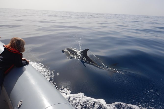 Whale, Dolphin and Turtles Watching - Opportunity to Swim With Dolphins