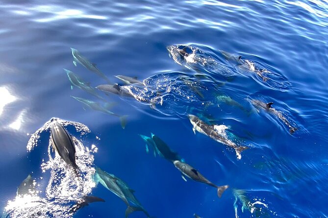 Whale & Dolphin Watching in Madeira - Whale and Dolphin Watching Tours
