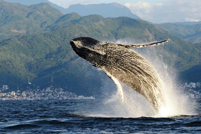 Whale Research Adventure - Leaded by Marine Biologist. - Meeting and Pickup Details