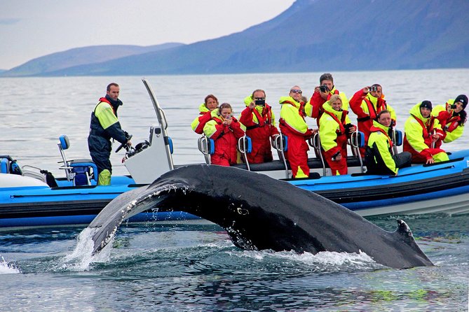 Whale Safari and Puffins RIB Boat Tour From Húsavík - Cancellation Policy