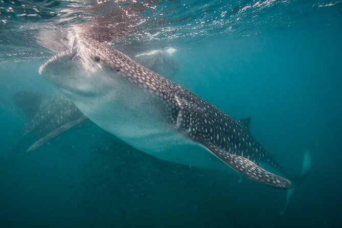 Whale Shark 3-Hours Tour in La Paz - Inclusions