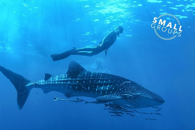 Whale Shark Encounter Swim Adventure With Local Marine Biologist! - Reviews