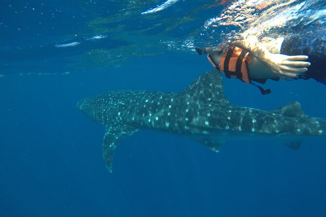 Whale Shark Tour From Holbox Island - Tour Details