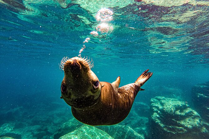 Whale Sharks Sea Lions Nature - Espiritu Santo Archipelago - Sea Lions: Playful Marine Mammals