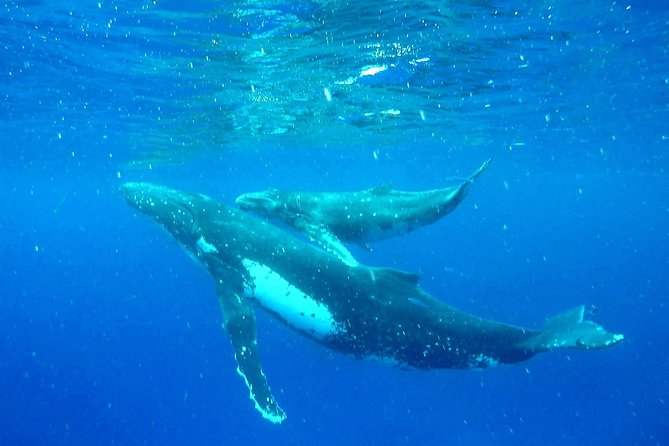 Whale Tour - Observe and Swim With Whales - Cancellation Policy and Refunds