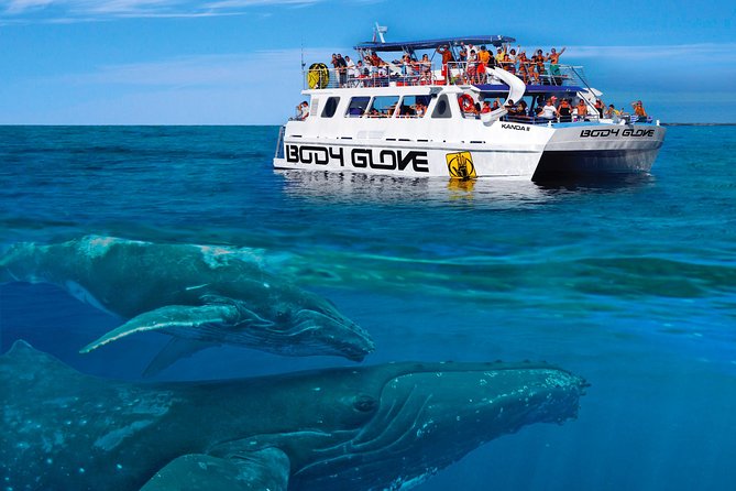 Whale Watch Excursion From the Big Island - Expectations and Accessibility