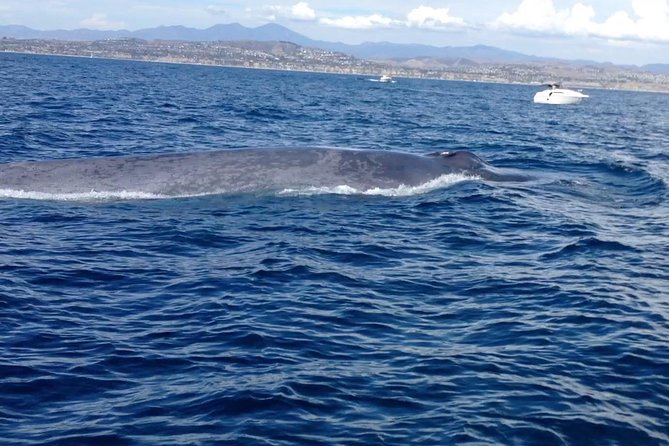 Whale Watching and Fishing Combination Excursions - Meeting and Pickup