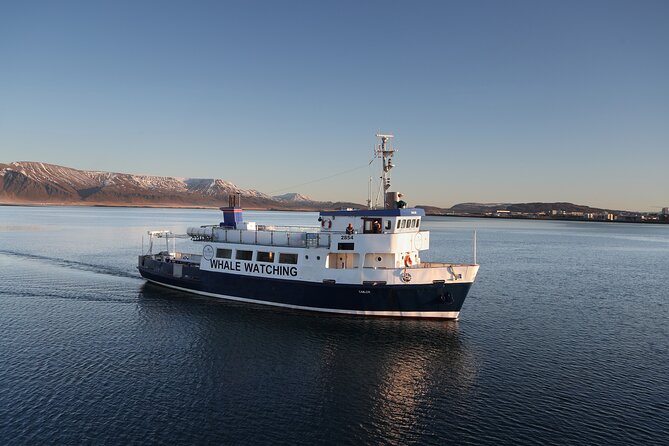 Whale Watching and Marine Life Tour in Reykjavik - Other Marine Life Encounters